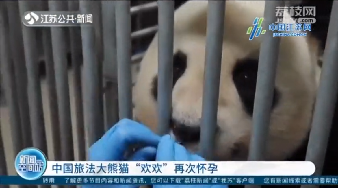 中国旅法大熊猫“欢欢”再次怀孕
